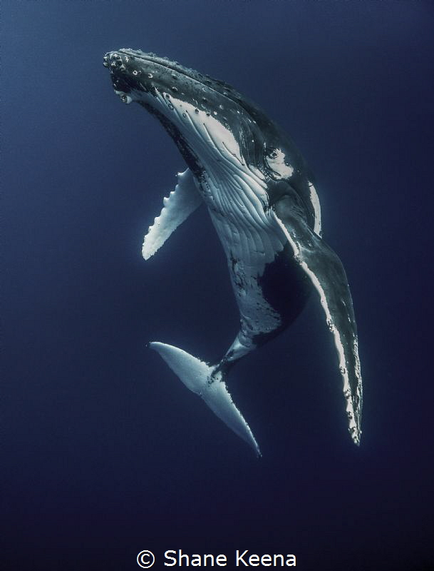 Humpback whale (Megaptera novaeangliae) 
I only had a co... by Shane Keena 