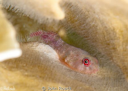 The red eye from LA by John Roach 