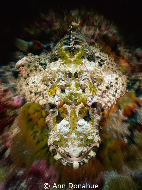 Crocodile fish staring at me from the reef in Wakatobi by Ann Donahue 