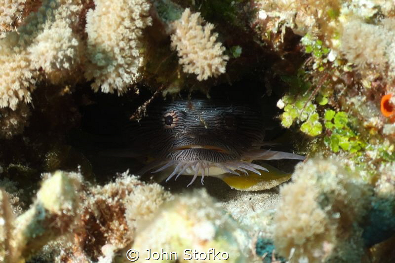 Cozumel Splendid Toad Fish by John Stofko 