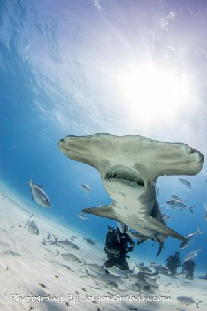 Hammerhead at Tiger Beach by Joe Graham 