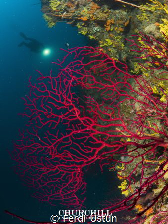 Red coral & döver by Ferdi Üstün 