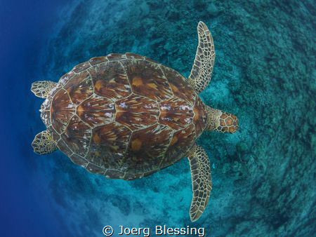 Shot on purpose from the top down, to show the beauty of ... by Joerg Blessing 
