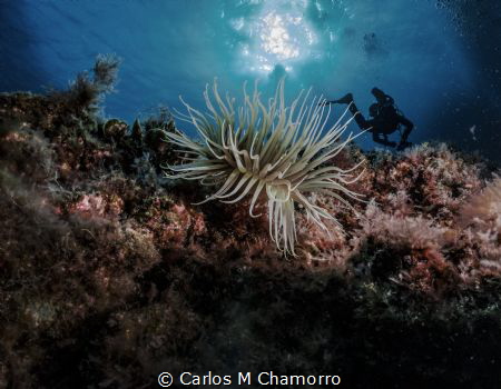 Nice underwater view of a volcano, El Hierro, Canary Island by Carlos M Chamorro 