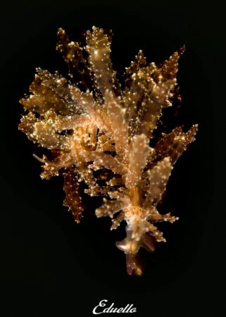 Slanke rolsprietslak, hermaea bifida by Eduard Bello 