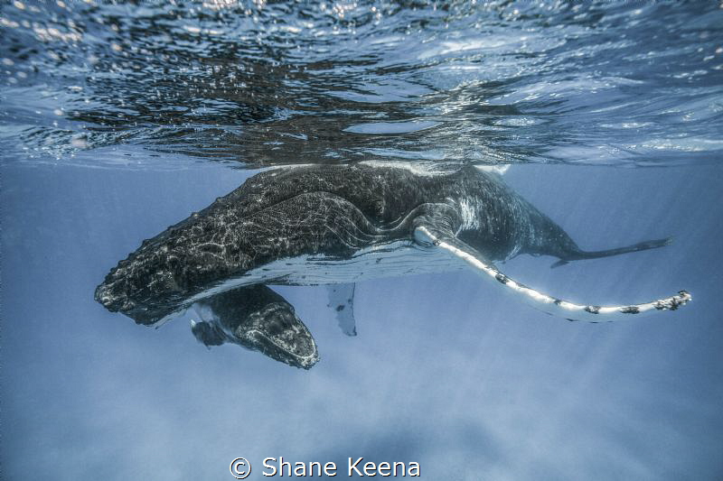 Humpback mom and calf 
Sometimes things go just right. A... by Shane Keena 