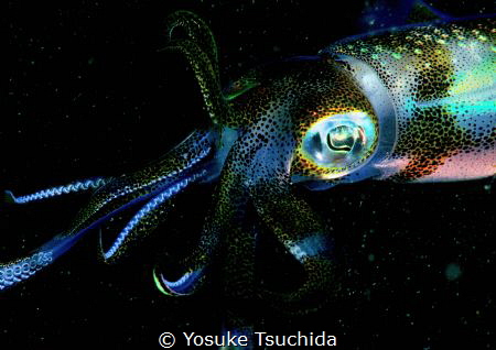 Attractive Big-fin Reef Squid/tested Pop and Vivid setting. by Yosuke Tsuchida 