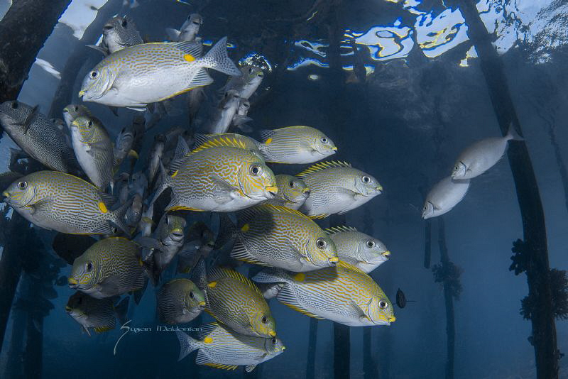 Golden-lined spinefoot, The golden-lined spinefoot is a s... by Suzan Meldonian 