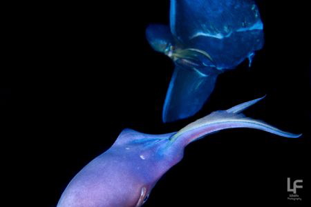 Blanket octopus by Liang Fu 