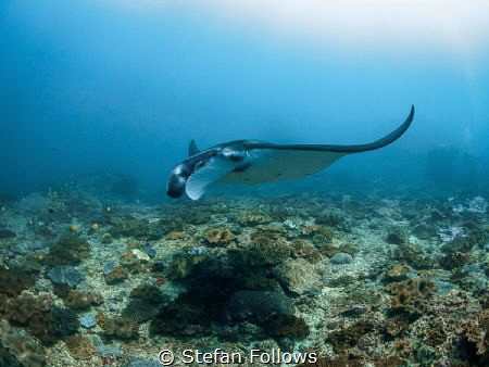 Passin' Me By ... !

Manta Ray - Mobula alfredi

Mant... by Stefan Follows 