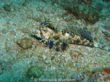 Oriental Flying Gurnard - Dactyloptena orientalis by Hansruedi Wuersten 