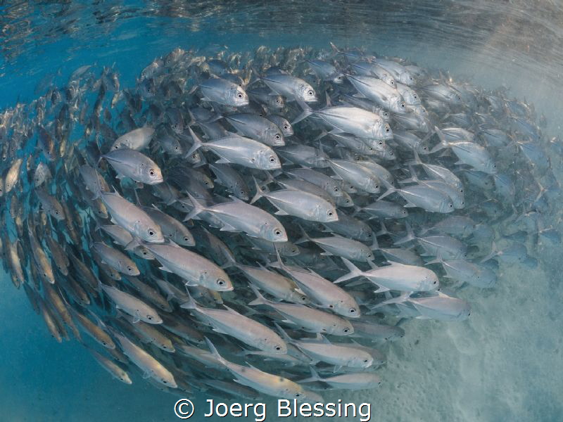 Bigeye jacks before sunset by Joerg Blessing 