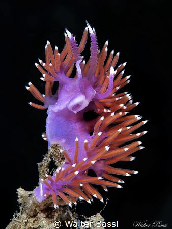 Flabellina ischitana by Walter Bassi 