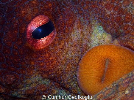 Octopus vulgaris
Eye & Siphon by Cumhur Gedikoglu 