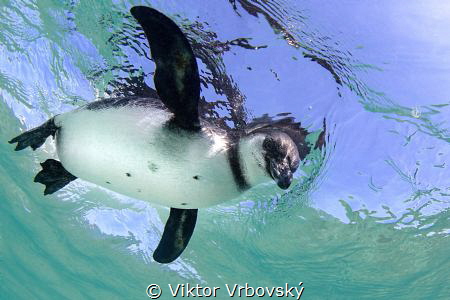 Galápagos Penguin (Spheniscus mendiculus) - Isla Isabela by Viktor Vrbovský 
