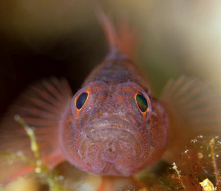 Rusty Goby 
Bonaire by John Roach 