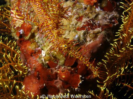 Harlequin (Ornate) Ghostpipefish by Hansruedi Wuersten 