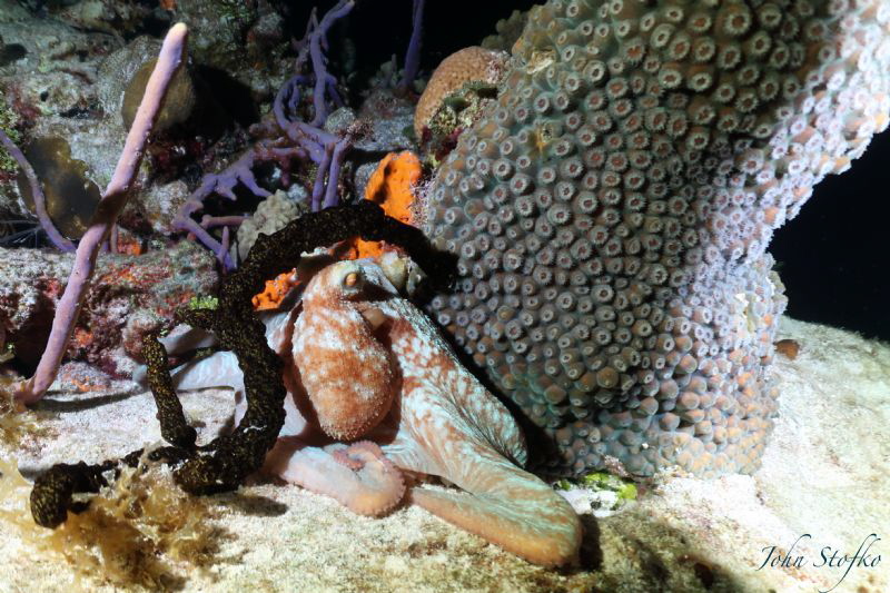 Octopus on night dive. by John Stofko 