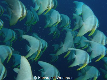 Juvenile Golden Batfish (Spadefish) - Platax boersii by Hansruedi Wuersten 