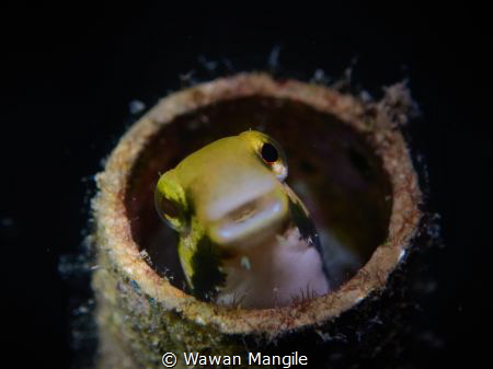 Blenny Fish by Wawan Mangile 