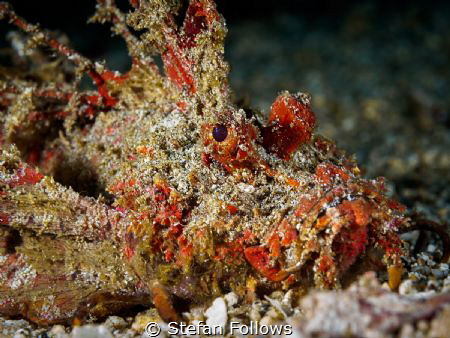 Why So Serious - Demon Stinger - Inimicus didactylus - Ba... by Stefan Follows 