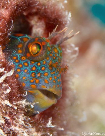 Parrothead 
Hypsoblennius invemar 
Tessellated blenny 
... by John Roach 