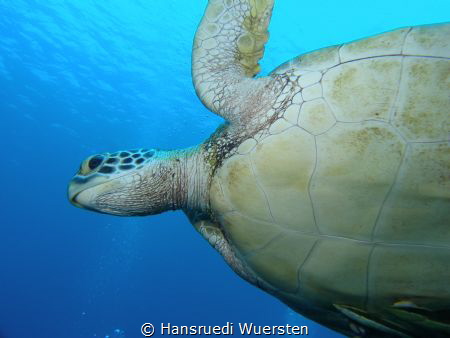 Sea turtle see from down by Hansruedi Wuersten 