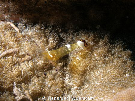 Peacock-tail Anemone Shrimp (White-Patched Anemone Shrimp... by Hansruedi Wuersten 