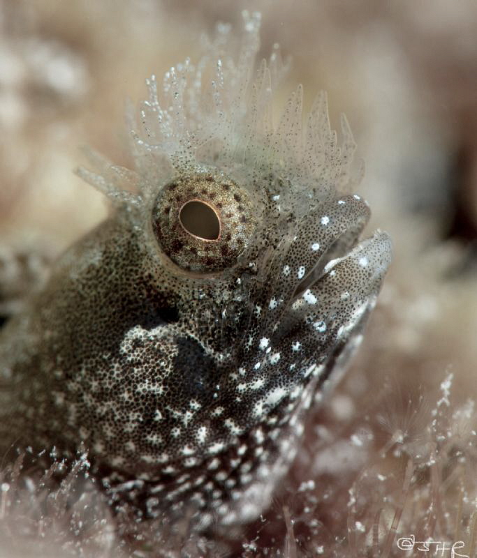 Medusa Blenny 
Bonaire by John Roach 
