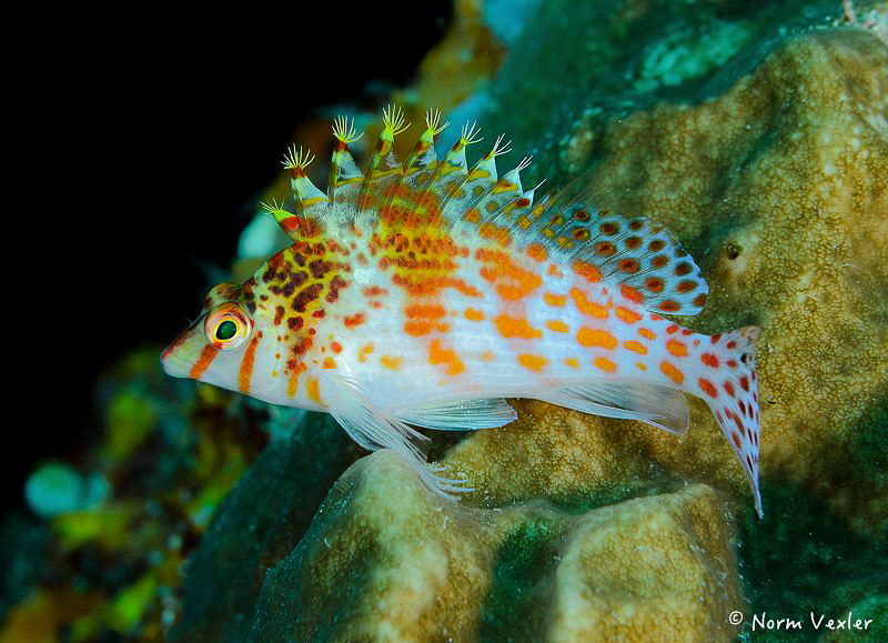 Dwarf Hawkfish in Ambon by Norm Vexler 