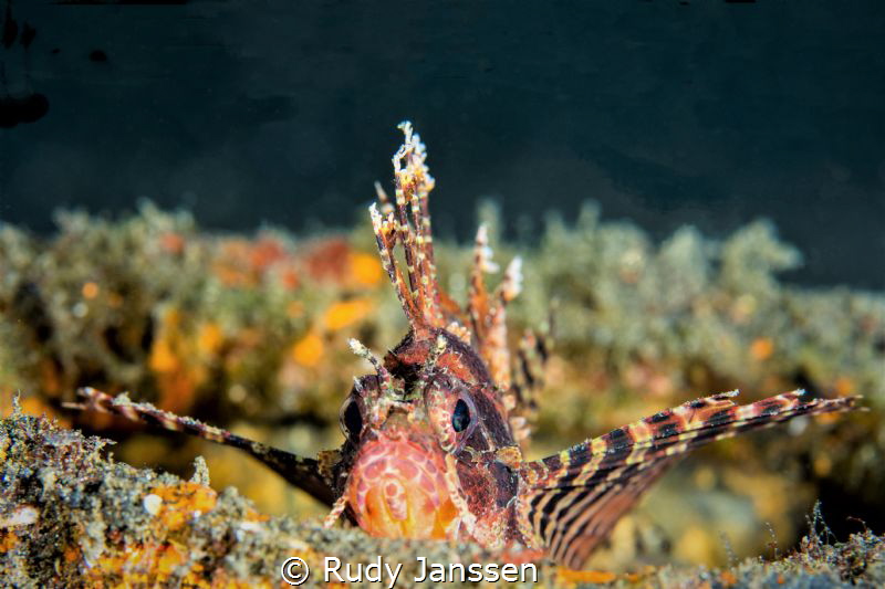 Ambon devil by Rudy Janssen 