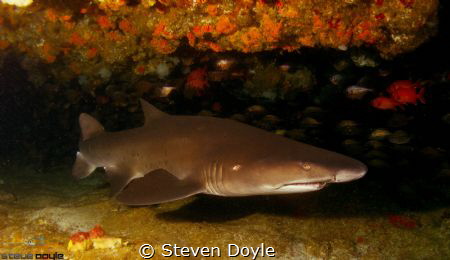 Durban SA by Steven Doyle 