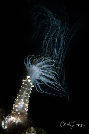 Alicia mirabilis ! by Claude Lespagne 
