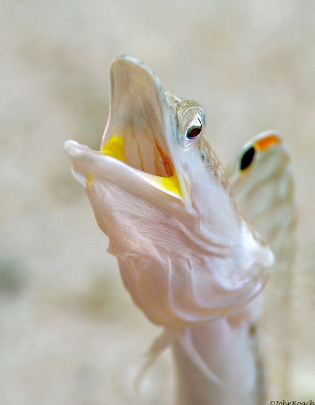 The Dragon 
Yellowface Pikeblenny 
Chaenopsis limbaughi... by John Roach 