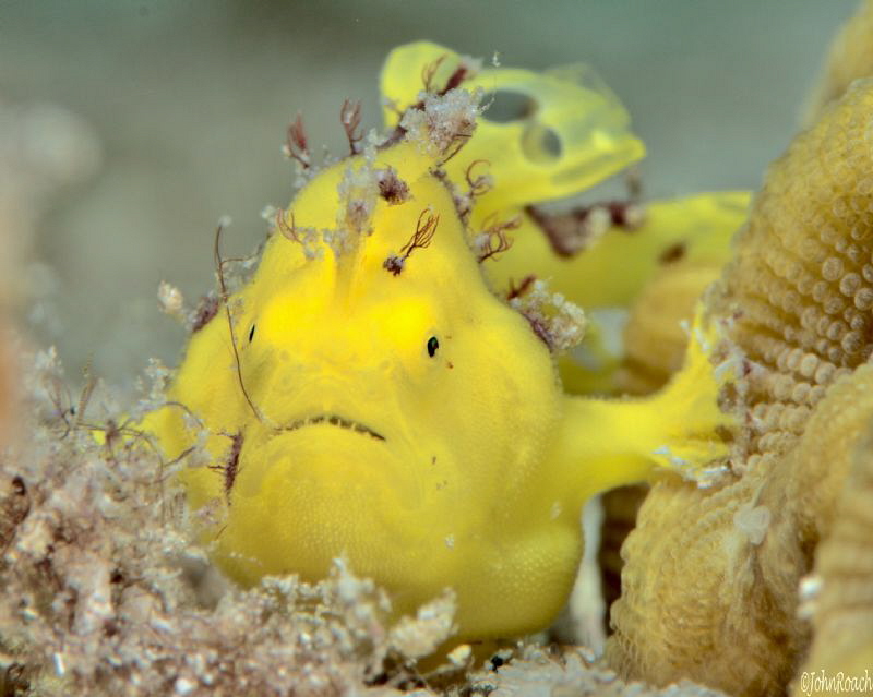 Peewee
Juvenile Longlure Frogfish
Antennarius multiocel... by John Roach 