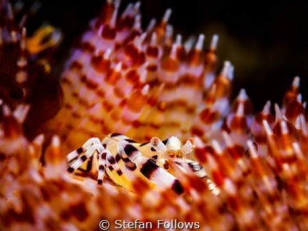 Firestarter ... !

Coleman Shrimp - Periclimenes colema... by Stefan Follows 