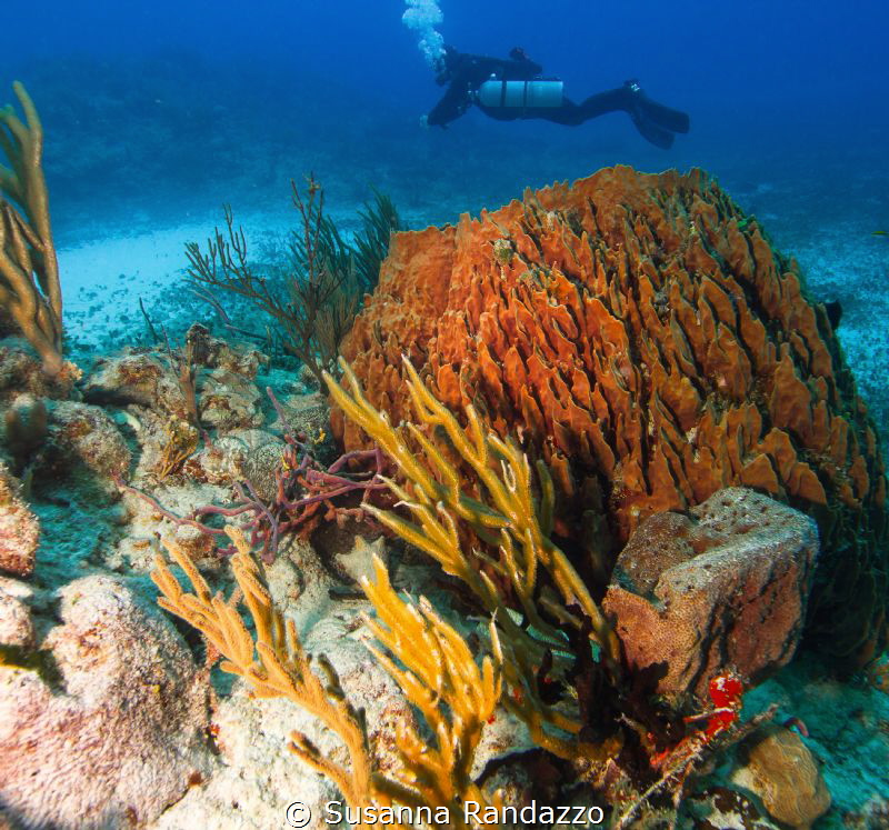 diving in Playa del Carmen by Susanna Randazzo 