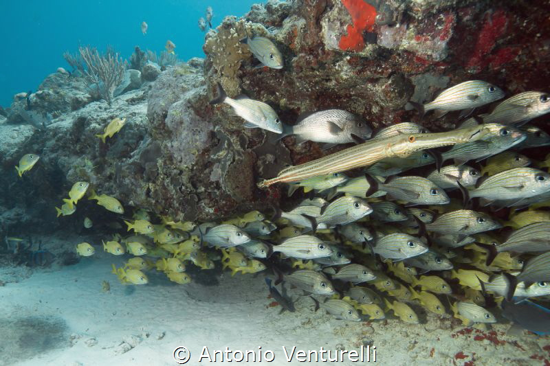 u/w caribbean reef, Playa del Carmen by Antonio Venturelli 