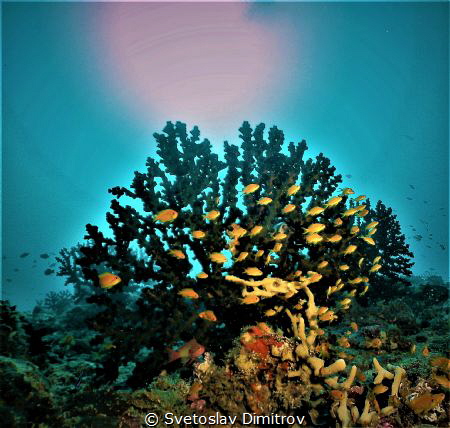 AntHias playing under the ray of lights and the Sun illum... by Svetoslav Dimitrov 