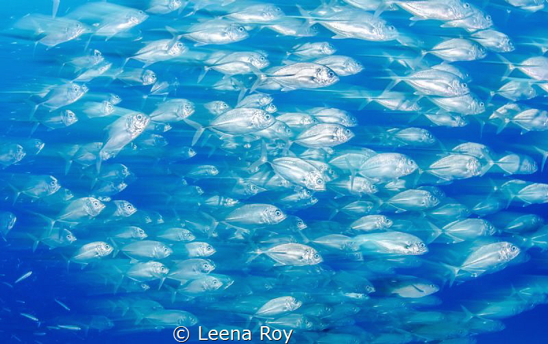 Jacks in motion by Leena Roy 