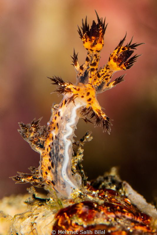 Bornella. by Mehmet Salih Bilal 