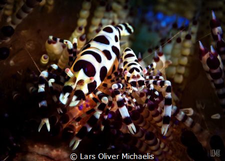 coleman shrimps
side by side by Lars Oliver Michaelis 