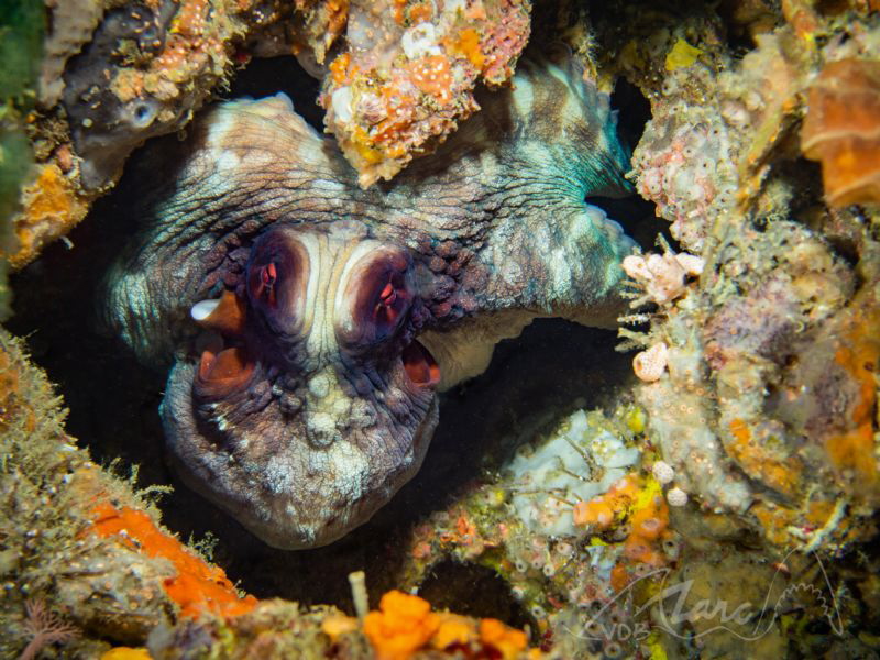 octoeyes by Marc Van Den Broeck 
