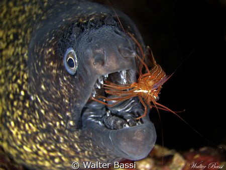 Cleaning by Walter Bassi 