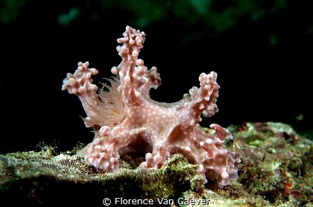Ceratosoma alleni by Florence Van Gaever 