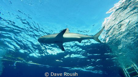 Sharks Up! by Dave Roush 