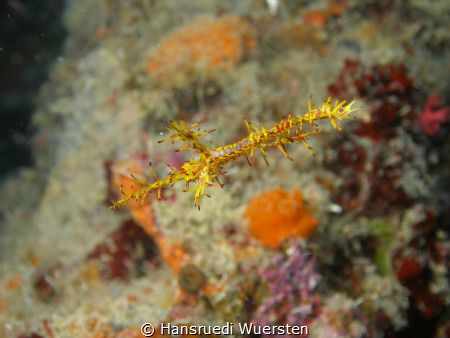 The base of an Harlequin (Ornate) Ghostpipefish - Solenos... by Hansruedi Wuersten 