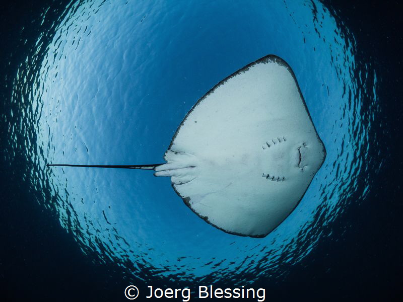 Stingray flight by Joerg Blessing 