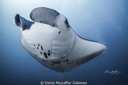 Manta Ray in Maldives by Deniz Muzaffer Gökmen 