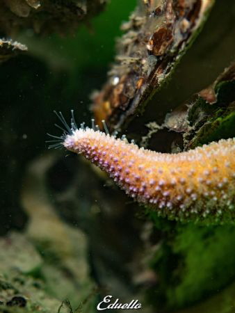 Star fish. Gewone Zeester, asterias rubens by Eduard Bello 